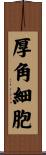 厚角細胞 Scroll