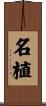 名植 Scroll