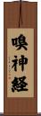 嗅神経 Scroll