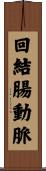 回結腸動脈 Scroll