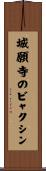 城願寺のビャクシン Scroll