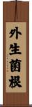 外生菌根 Scroll
