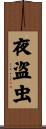 夜盗虫 Scroll