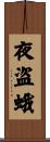 夜盗蛾 Scroll