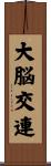 大脳交連 Scroll