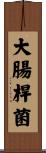 大腸桿菌 Scroll