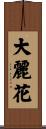 大麗花 Scroll