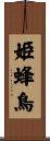 姫蜂鳥 Scroll