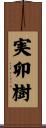 実卯樹 Scroll