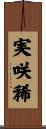 実咲稀 Scroll