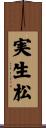 実生松 Scroll