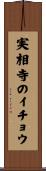 実相寺のイチョウ Scroll