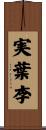 実葉李 Scroll
