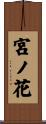 宮ノ花 Scroll
