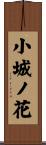 小城ノ花 Scroll