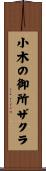 小木の御所ザクラ Scroll