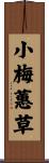 小梅蕙草 Scroll