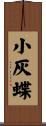 小灰蝶 Scroll