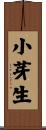 小芽生 Scroll