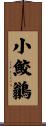 小鮫鶲 Scroll