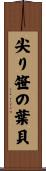 尖り笹の葉貝 Scroll