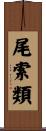 尾索類 Scroll