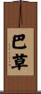 巴草 Scroll