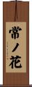 常ノ花 Scroll