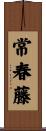 Ivy Scroll