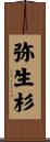 弥生杉 Scroll