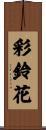 彩鈴花 Scroll