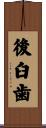 後臼歯 Scroll