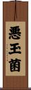 悪玉菌 Scroll