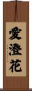 愛澄花 Scroll