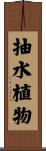 抽水植物 Scroll