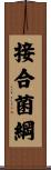 接合菌綱 Scroll