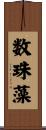 数珠藻 Scroll
