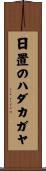 日置のハダカガヤ Scroll