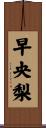 早央梨 Scroll