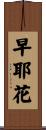 早耶花 Scroll