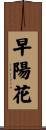 早陽花 Scroll