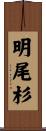 明尾杉 Scroll