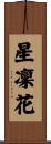 星凜花 Scroll