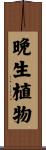 晩生植物 Scroll