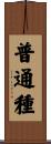 普通種 Scroll