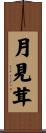月見茸 Scroll
