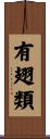 有翅類 Scroll