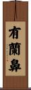 有蘭鼻 Scroll
