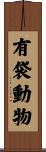有袋動物 Scroll