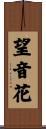 望音花 Scroll